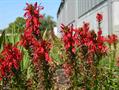 Bog sage,Hogs physic,Indian pink,red bay,scarlet lobelia